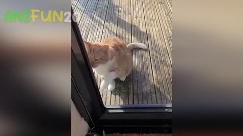 Kitty Capers and Doggy Delights