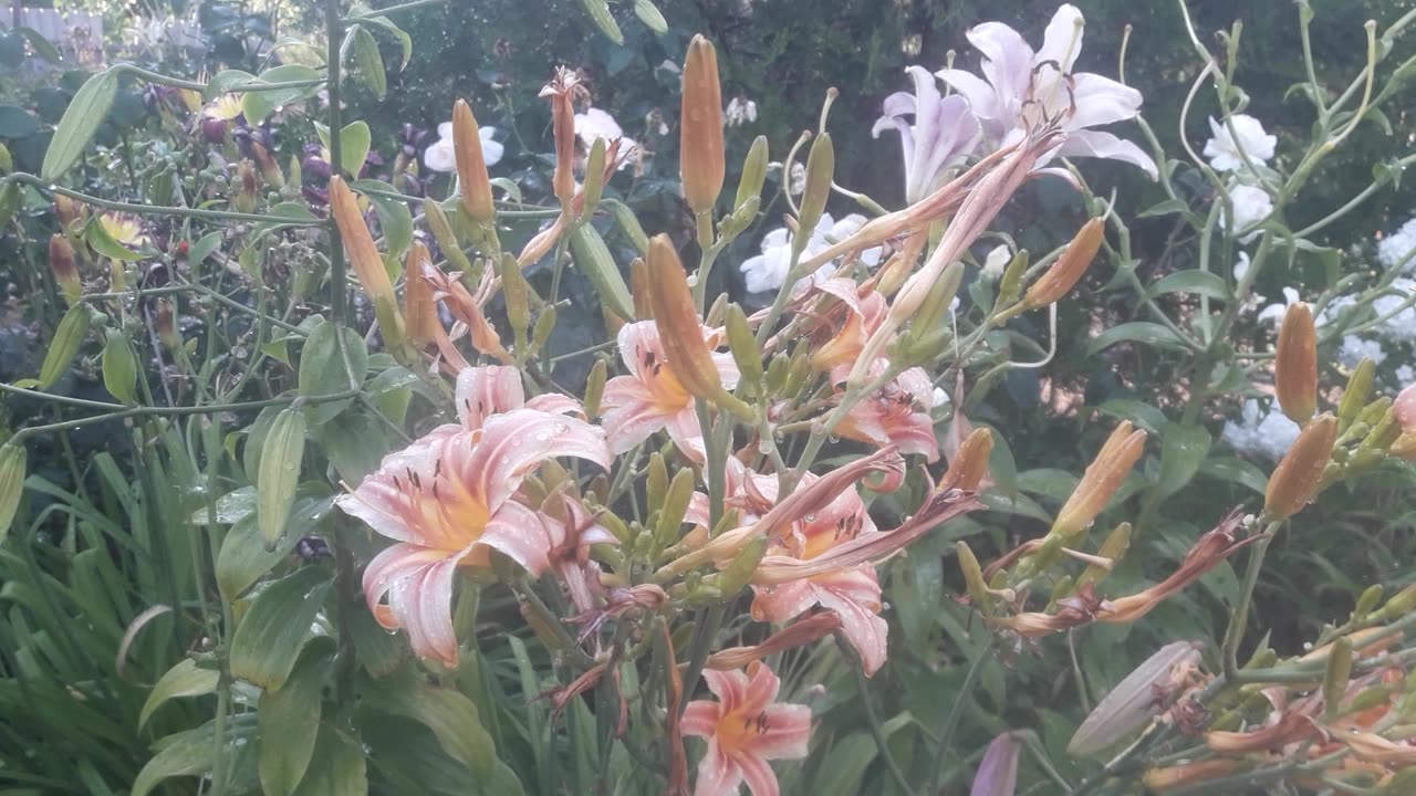 Lilies after watering