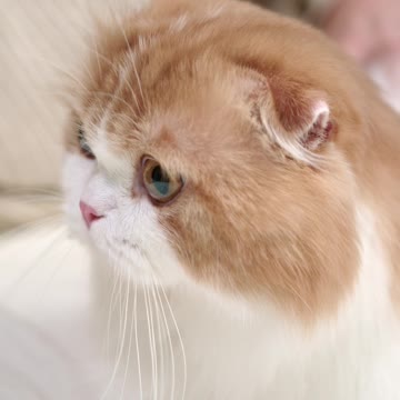 A Cat Getting Petting On The Bed