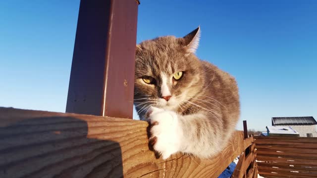 Beautiful Cute Cat Playing