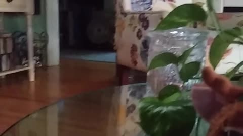 Furby conversation Part 2