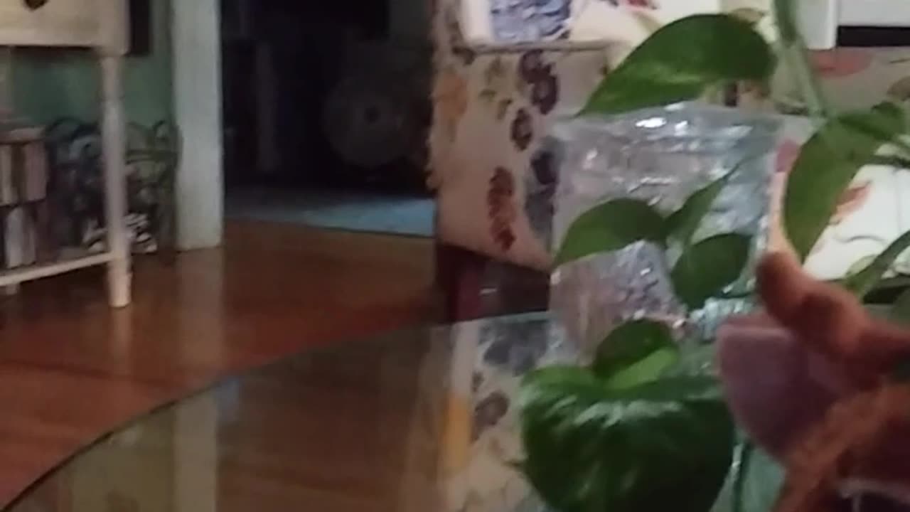 Furby conversation Part 2