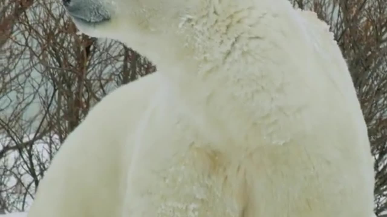 Watch this arctic giant shake off snow from its snow-