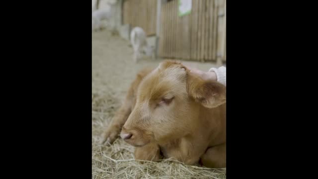 Person Patting a Caif on a farm