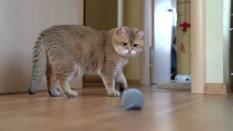 Hosico and mouse