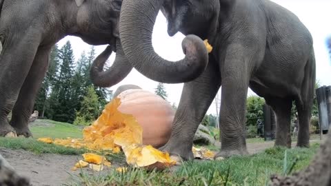 Elephant Smash Giant Pumpkins