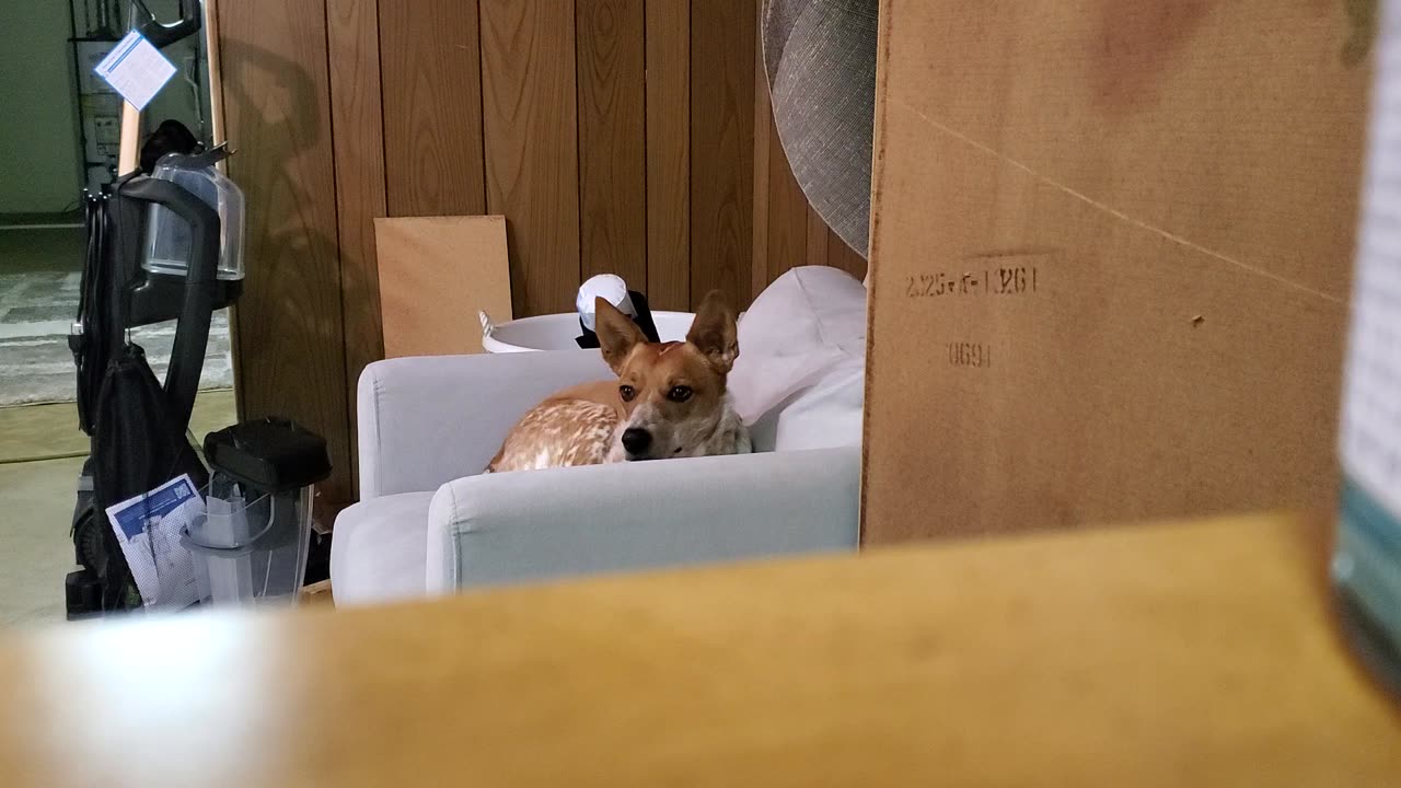 sleep is secondary to chips