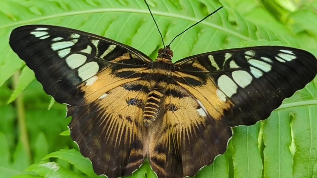 Clipper, Parthenos sylvia