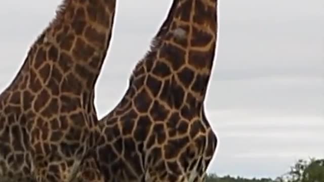 Wait for it... 😂 Share if you think these giraffes nailed the dance!