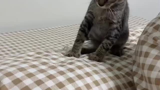 Cat playing (follow me)