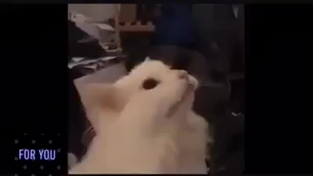 Honey cat