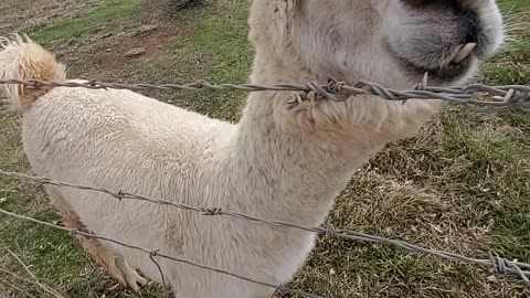 Neighborhood llama