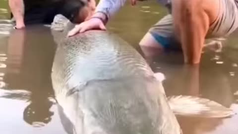 GIANT 114 kg Alligator Pike Caught!