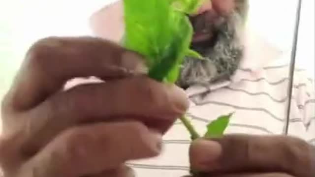 Spicey Chicken Wrap