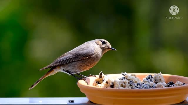 beautiful hungry bird