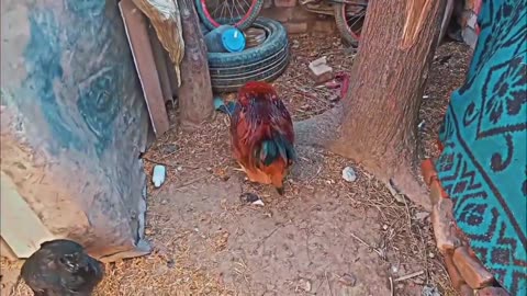 Nice- Roosters & Hens
