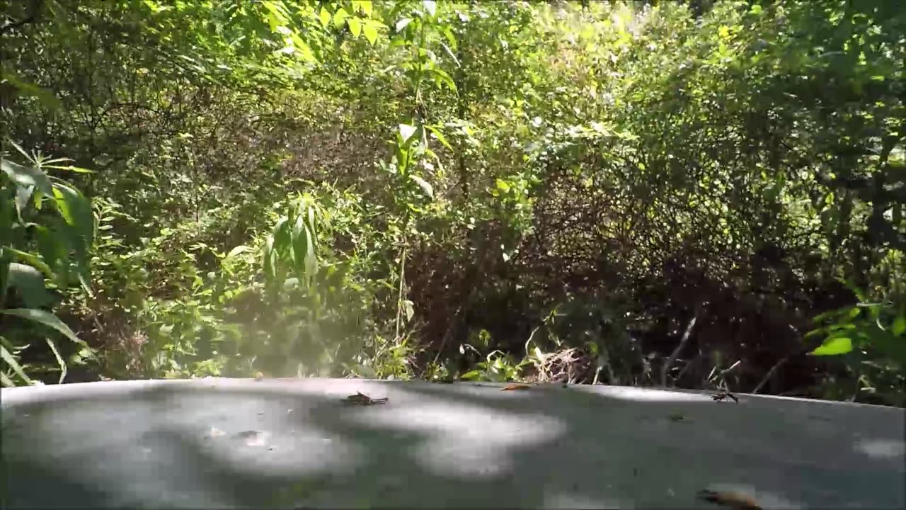 ATV Crosses a Country Creek for 1st time into uncharted territory THICK WOODED FOREST and Stream