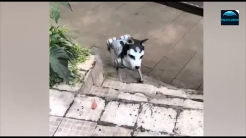 funy cat