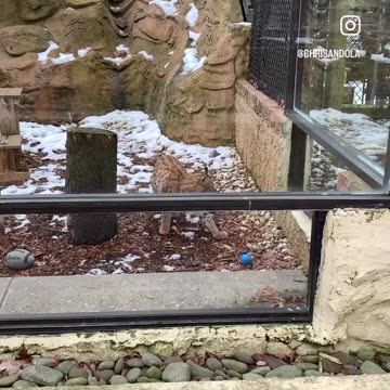 BEAUTIFUL BOBCAT REHAB!