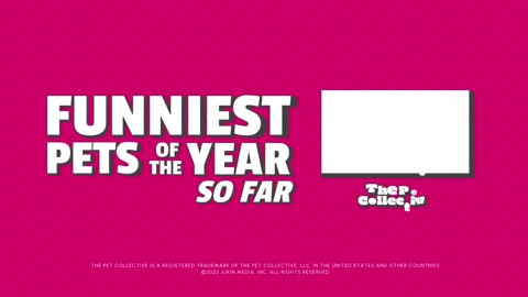 Funniest pets of the year
