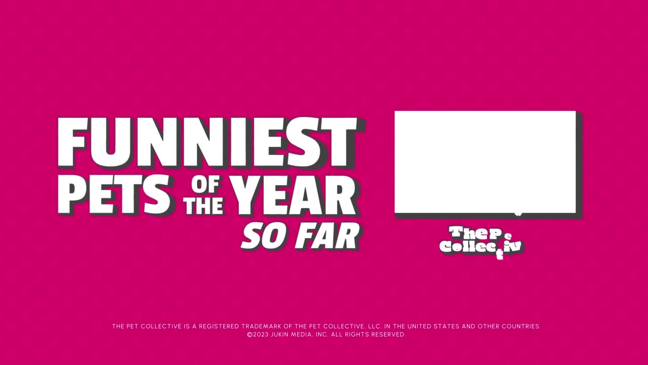 Funniest pets of the year