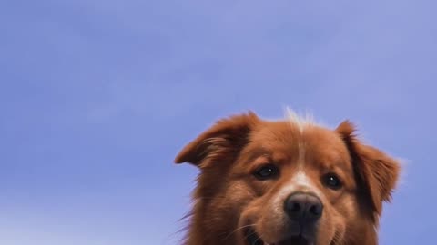 Paws and Play "A Tail-Wagging Adventure with Man's Best Friend"