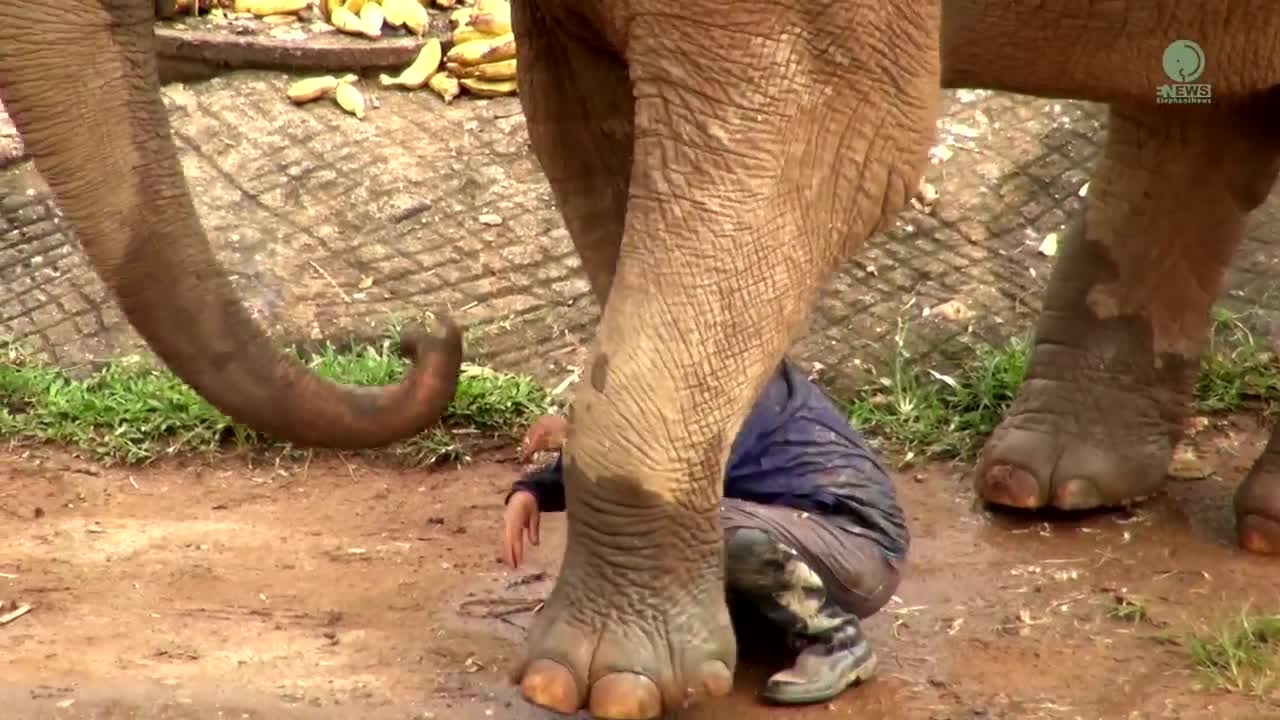 Watch Heartwarming Moment When Elephant Heard Calling Voice From Her Favourite Person