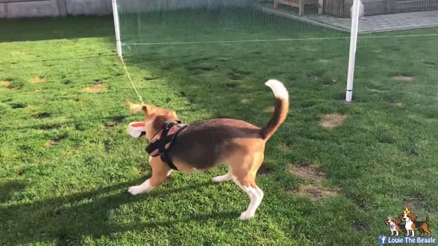 Cheap And Fun Do It Yourself Dog Workout System