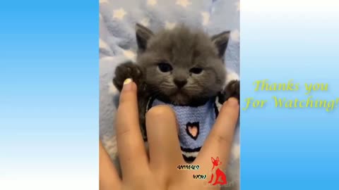 Cat and Funny Animals Compilation
