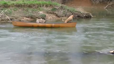 Labrador Turns Into Lifeguard And Rescues Dogs Trapped In Canoe