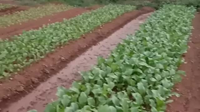 10,000 green vegetable trees thrive