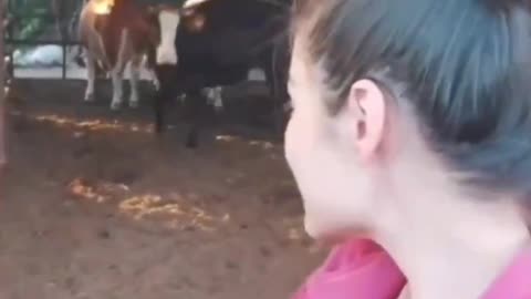 A cow taking a selfie with its owner.
