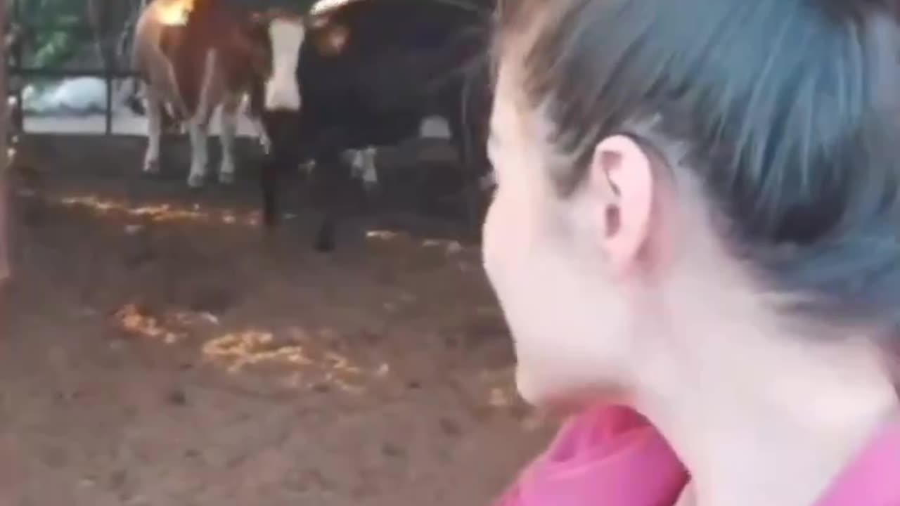 A cow taking a selfie with its owner.