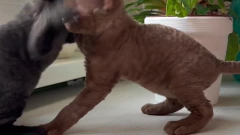 animals,cute animals,funniest animals,funniest