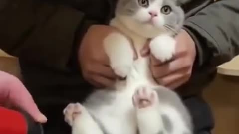 Animal Funny video #viral #cat #shorts