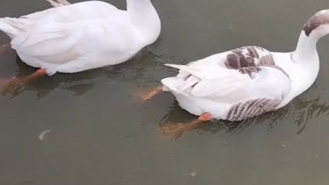 Ducks 🦆 Noise Video By Kingdom of Awais