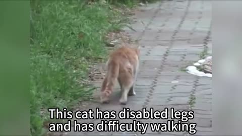 The story of a disabled cat and a stray cat