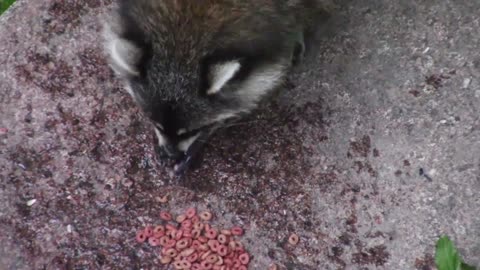 A jungle raccoon mammal