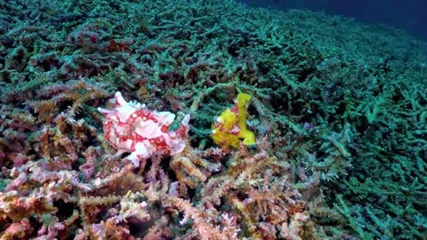 Underwater World 12K HDR 60fps ( Dolby Vision )