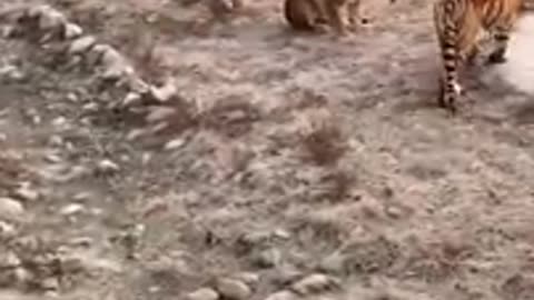 Lion attack tiger