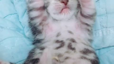 Oh! What a cute little cat