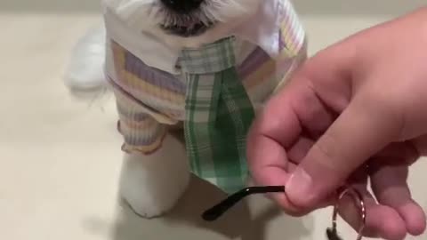 🤣Funny Dog Videos 2020🤣 🐶