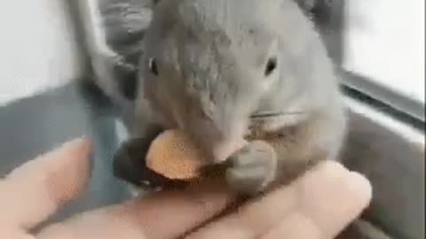 The squirrel came to visit
