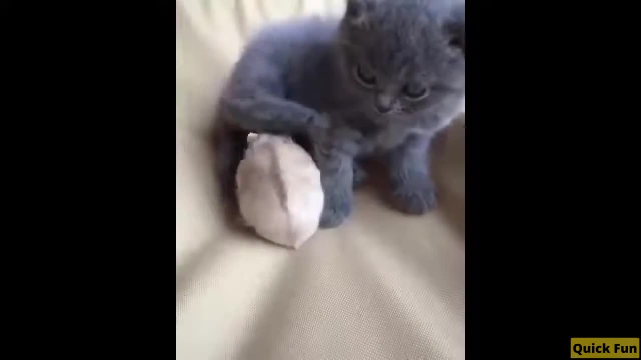 Dogs and Cats Very Funny Videos