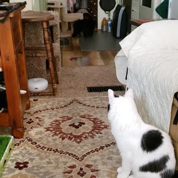 "Tornado twins" Rebel & Bessie