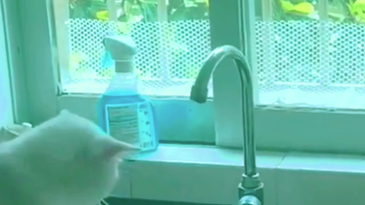 Cat funny videos 🤣