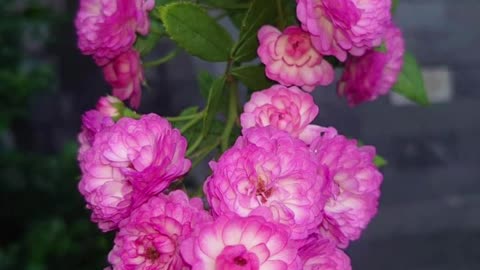Roses in Garden