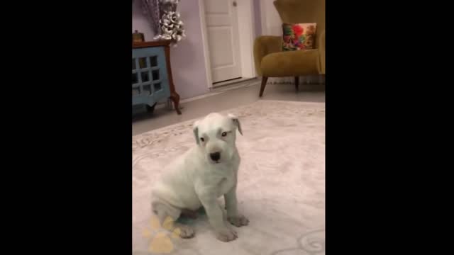 I'm a Big Kid Now Cute Baby Animals