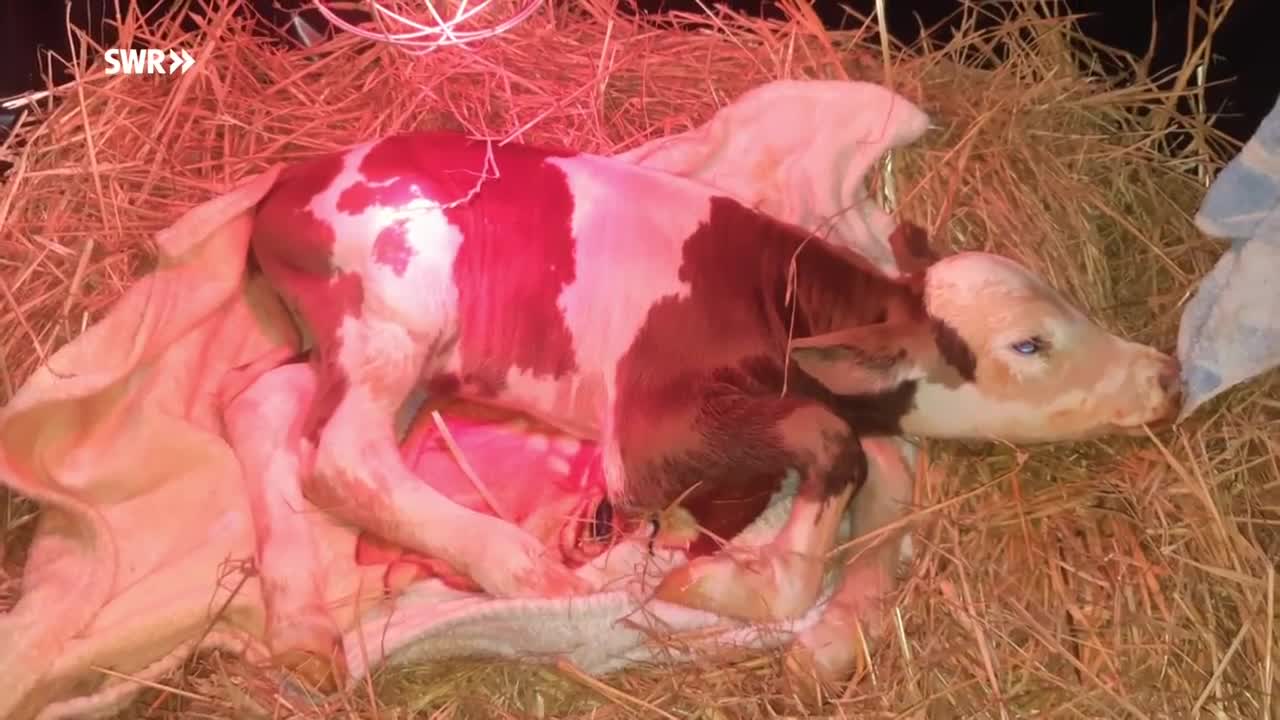 Kälbchen Lukas Pirat lebt im Wohnzimmer