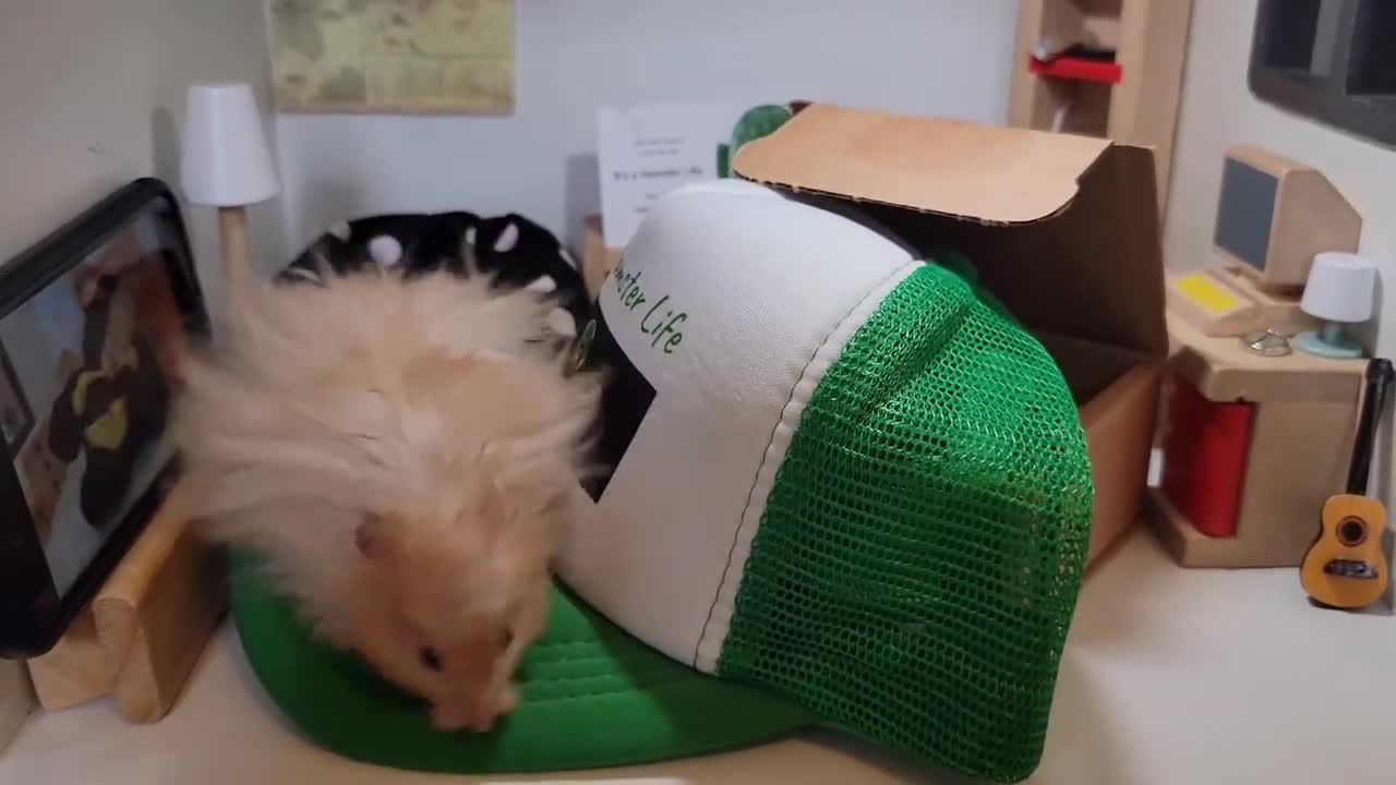 Hamster's Office for YouTube and Tik-Tok Video Editing